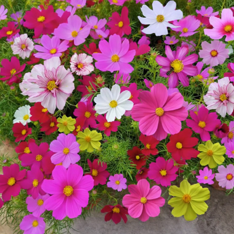 🌺 Kleurrijke wilde bloemen zaadmix voor alle seizoenen