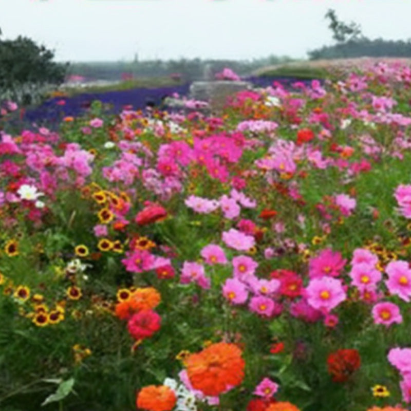 🌺 Kleurrijke wilde bloemen zaadmix voor alle seizoenen