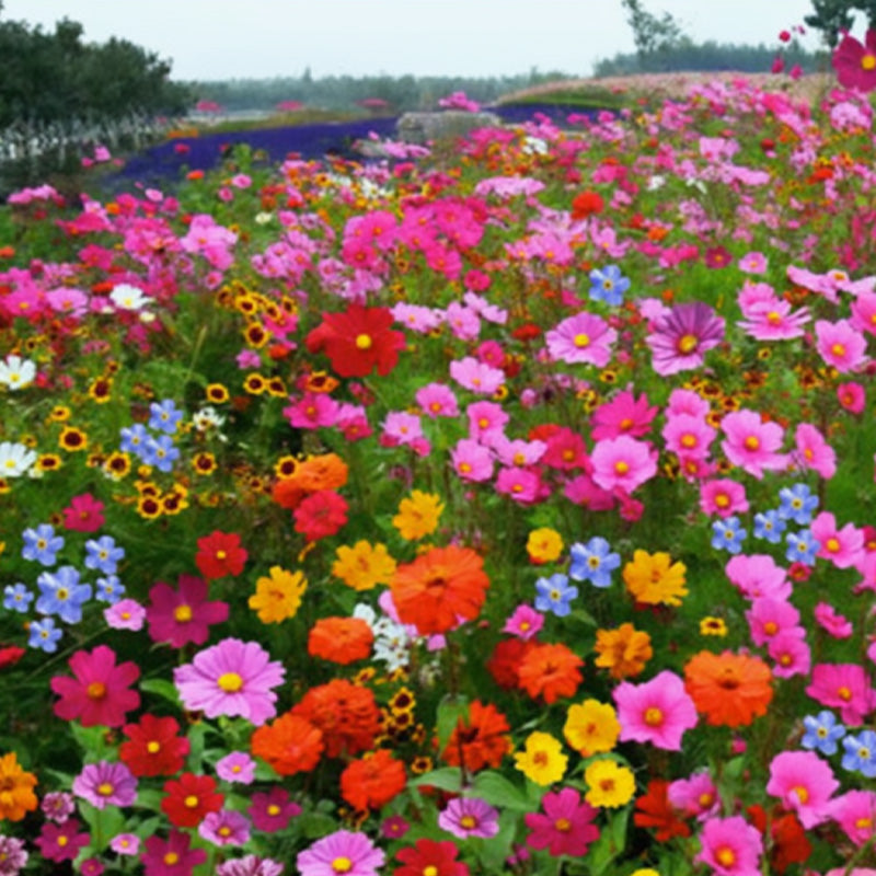 🌺 Kleurrijke wilde bloemen zaadmix voor alle seizoenen