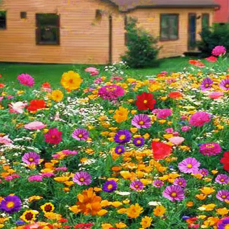 🌺 Kleurrijke wilde bloemen zaadmix voor alle seizoenen