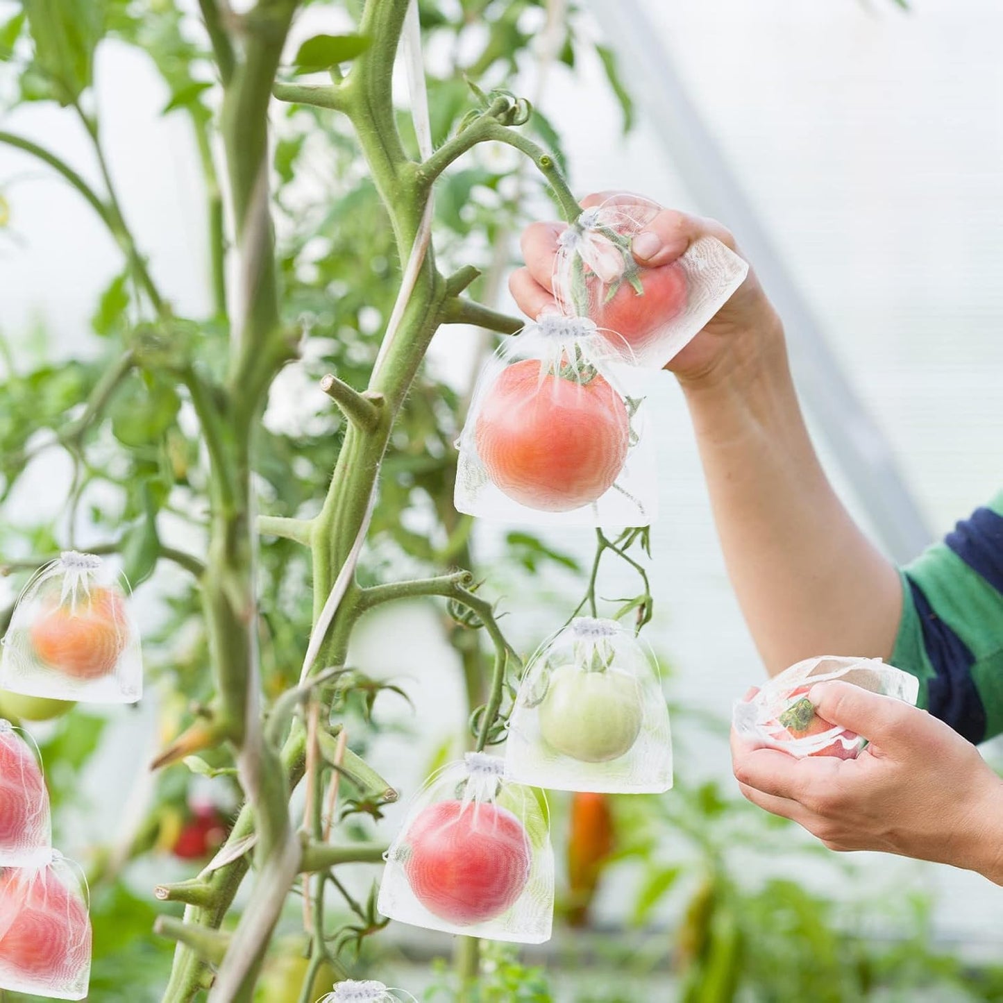 Buy 1 Get 1 Free🎁2026 NEW ARRIVALS 50% OFF🔥Fruit Protection Bags